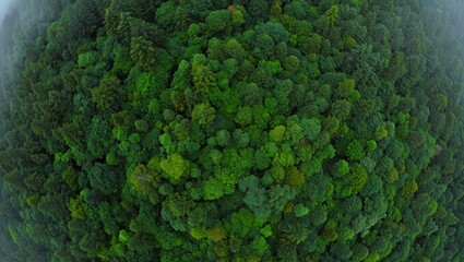 Aerial top view of green trees in forest. Green tree nature background for carbon neutrality and net zero emissions concept. Drone view of green tree captures CO2 to Sustainable green environment. 