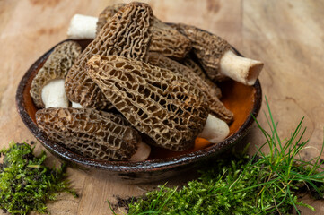 Raw spring mushrooms morchellas or true morels edible sac fungi for gourmet cooks, in Catalan and French cuisine