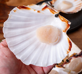 Atlantic bay scallops coquille St. James sea shells, opened in shellsand cleaned, catch of the day...