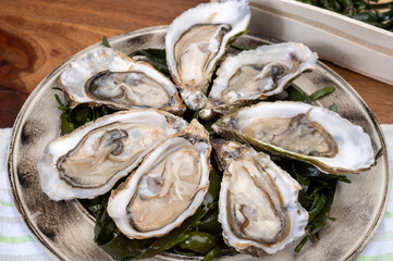 Plate with opened  fresh live raw Fine de Claire Oleron oysters seashells served oyster-farming village, Marennes Oleron area, France