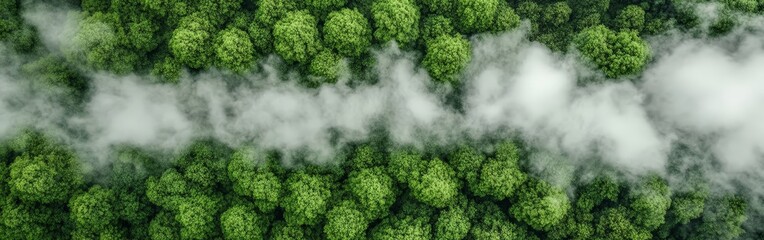Aerial View of a Lush Green Forest, Natural Landscape and Untouched Wilderness