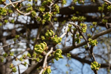 Young green shoots of leaves on a large tree Ginkgo Biloba in spring, used for medicinal purposes