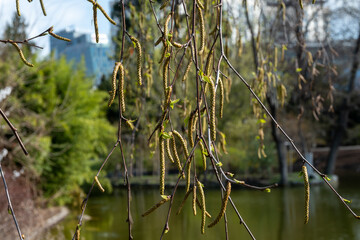 Seasonal birch bud blossom allergy, asthma and breathing problems in people, nature in spring,...