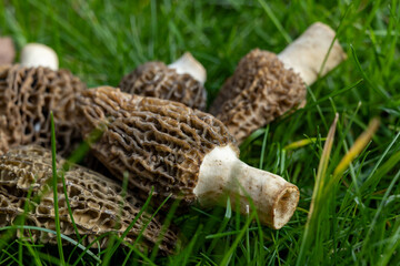 Growing wild spring mushrooms morchellas or true morels edible sac fungi for gourmet cooks, in Catalan and French cuisine, in green grass, harvest on morels in spring