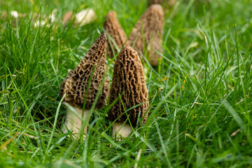 Growing wild spring mushrooms morchellas or true morels edible sac fungi for gourmet cooks, in Catalan and French cuisine, in green grass, harvest on morels in spring