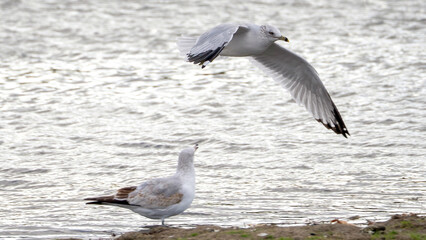 Seagulls flying over the calm lake