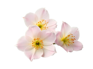 Spring  flowers isolated png