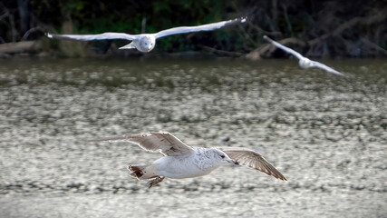 Seagulls flying over the calm lake