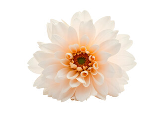 Spring  flowers isolated png