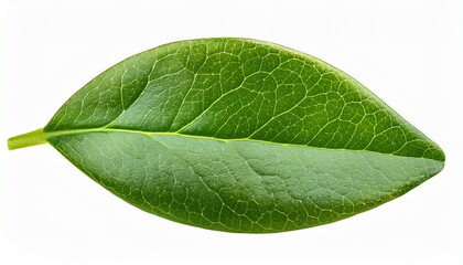 green leaves of blueberry isolated on white or transparent background