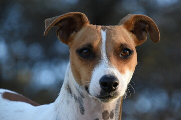 Portrait of a jack russell Dog With a Thoughtful Expression Outdoors