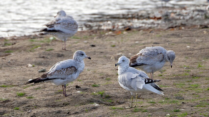 A flock of seagulls staying by the water