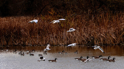 Seagulls flying over the calm lake