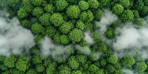 Aerial View of a Lush Green Forest, Natural Landscape and Untouched Wilderness