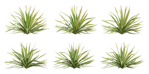Bright edge yucca Green Plant 3D Render with Transparent PNG Background