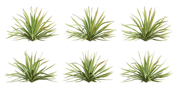 Bright edge yucca Green Plant 3D Render with Transparent PNG Background