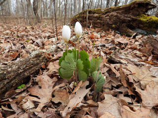 Sanguinaria canadensis - Bloodroot - Native North American Spring Blooming Woodland Wildflower