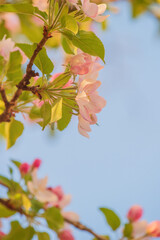 Apple tree blossoms against a blue sky. Spring time.