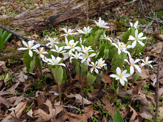 Sanguinaria canadensis - Bloodroot - Native North American Spring Blooming Woodland Wildflower