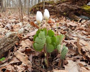 Sanguinaria canadensis - Bloodroot - Native North American Spring Blooming Woodland Wildflower