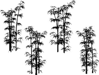 bamboo tree plant design vector illustration sketch for garden decoration