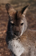 Wallaby at a nature reserve