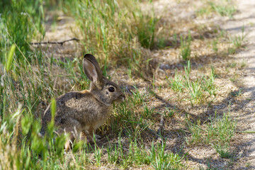 Desert Cottontail Rabbit sitting in green grass