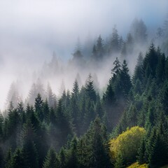 Misty forest