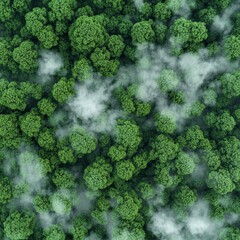 Aerial View of a Lush Green Forest, Natural Landscape and Untouched Wilderness
