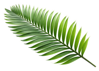 Vibrant Palm Leaf: A detailed capture of a healthy, vivid green palm leaf, showcasing intricate textures and natural beauty of a tropical plant.