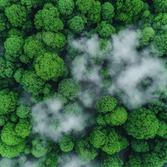 Aerial View of a Lush Green Forest, Natural Landscape and Untouched Wilderness