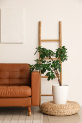 Brown leather sofa and houseplant near white wall in living room