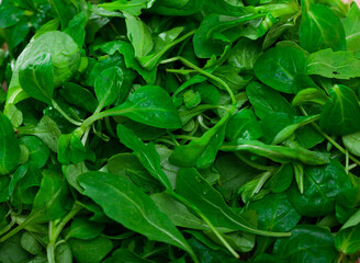 Heap of green fresh arugula leaf and canonigo or mache salad
