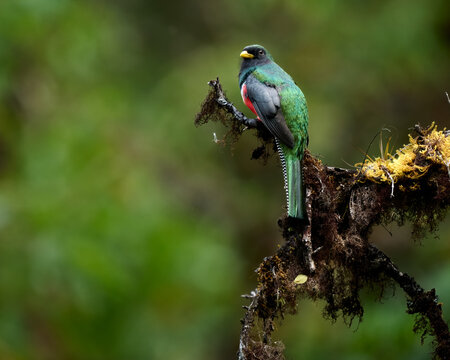 Elegant Trogon, trogon elegans, beautifully perched on a branch in the southern Costa Rican rainforest. 