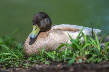 Khaki Campbell duck resting on the shore of a lake.