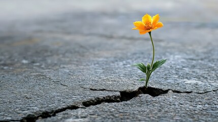 Resilient bloom emerging from cracked pavement.