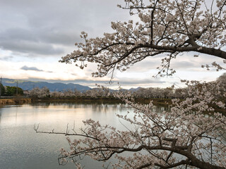 朝の桜