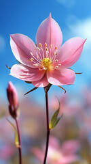 Fototapeta premium gaura flower