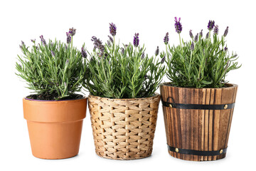 Pots with lavender on white background