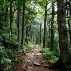 Fototapeta premium Serene Pathway Through Lush Green Forest Surrounded by Tall Trees and Vibrant Plant Life, Offering Tranquility and Connection with Nature in a Scenic Wilderness Setting