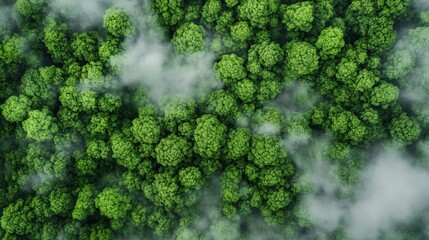 Aerial View of a Lush Green Forest, Natural Landscape and Untouched Wilderness