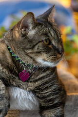 Close up head shot of a cute gray and black striped tabby cat, with colorful defocused background