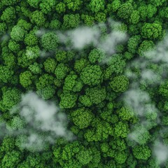 Aerial View of Lush Green Forest Covering a Vast Area in Misty Landscape