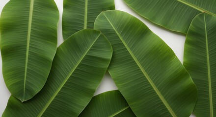 Obraz premium Green Banana Leaves Tropical Background Flat Lay on White