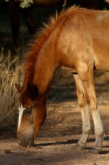 Fototapeta premium Wild Horse Colt