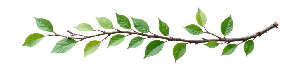 Naklejka premium Dark green branch with bare twigs isolated on white background, wood, foliage, tree branch