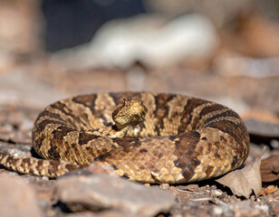 Fototapeta premium Generated image