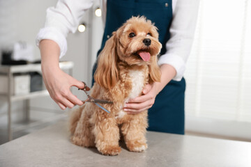 Woman cutting dog's hair with scissors indoors, closeup. Pet grooming
