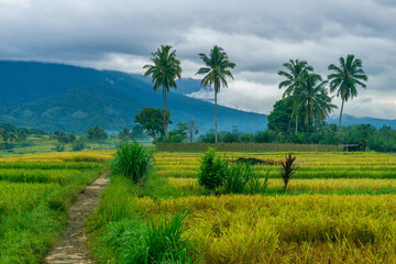 Fototapeta premium beautiful morning view indonesia panorama landscape paddy fields with beauty color and sky natural light
