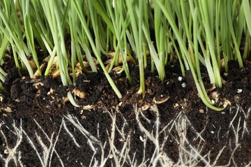 Green grass with roots in soil, closeup